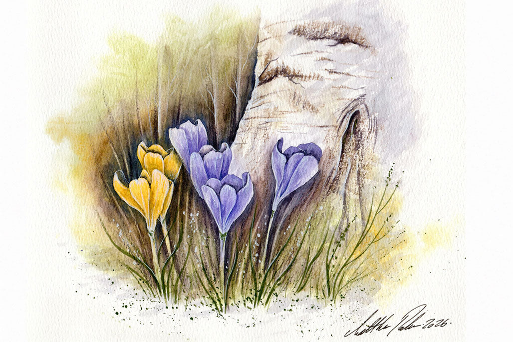 Crocus Flowers By A Silver Birch